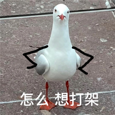 艾琳专精装